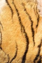 Detail of tiger real stripes on fur
