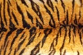 Detail of tiger stripes on leather Royalty Free Stock Photo