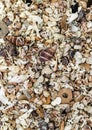 Detail of tiny seashells - North Queensland Beach