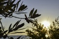 Detail of a tipique Italian olive tree silhouette at sunset on Lake Garda, Italy Royalty Free Stock Photo