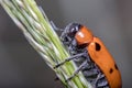 Detail of Tituboea sexmaculata beetle posed on a green twig under the sun