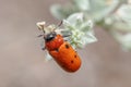 Detail of Tituboea sexmaculata beetle posed at the top of a plant on a sunny day