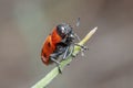 Detail of Tituboea sexmaculata beetle posed on a twig under the sun