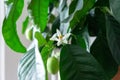 Detail to the white lemon tree flowers and it`s pollen stamins.