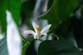 Detail to the white lemon tree flowers and it`s pollen stamins.