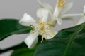 Detail to the white lemon tree flowers and it`s pollen stamins.