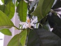 Detail to the white lemon tree flowers and it`s pollen stamins.