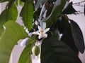 Detail to the white lemon tree flowers and it`s pollen stamins.