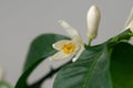 Detail to the white lemon tree flowers and it`s pollen stamins.