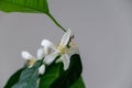 Detail to the white lemon tree flowers and it`s pollen stamins.