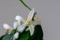 Detail to the white lemon tree flowers and it`s pollen stamins.