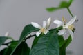 Detail to the white lemon tree flowers and it`s pollen stamins.