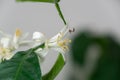 Detail to the white lemon tree flowers and it`s pollen stamins.