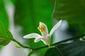 Detail to the white lemon tree flowers and it`s pollen stamins.