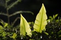 Detail of top Bird nest`s Fern leave Asplenium nidus