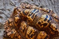 Detail of top of large brown Leopard Tortoise turtle shell Royalty Free Stock Photo