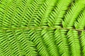 Detail of leaf of soft tree fern. Botanic name Dicksonia Antarctica