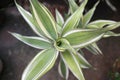 top view Tropical Dracaena Plant