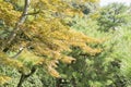 Detail of traditional Japanese garden Royalty Free Stock Photo