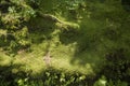 Detail of traditional Japanese garden with moss, mold in stone Royalty Free Stock Photo