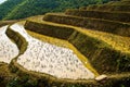 Detail of the traditional teracced rice field in Sapa Valley Royalty Free Stock Photo