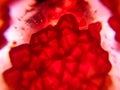 Detail of a translucent piece of natural red agate stone, surfaces, backgrounds and wallpapers