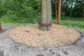 Detail of transplanted elm in The Hague