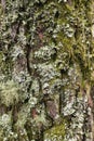 Detail of tree bark covered of moss and lichens
