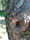 Detail of tree bark