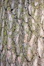 Detail of tree bark Royalty Free Stock Photo