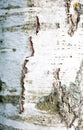 Detail of tree bark Royalty Free Stock Photo