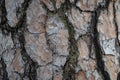 Detail of tree bark. Trunk of a pine tree, pinus. Natural textur Royalty Free Stock Photo