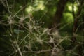 Detail of tree branch covered with spider web Royalty Free Stock Photo