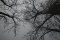 Photography of tree branches in black and white in Vienna, Austria