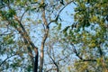 Detail tree branches on a blue sky background