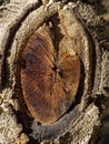 A tree cut down in a wood Royalty Free Stock Photo