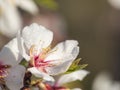 Detail tree flower with water drops