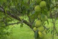 Detail of a tree full of ripening organic peaches