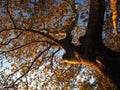 Detail of tree lit by sunset colours