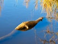 Log Floating in Pond With Blue Sky Reflections Royalty Free Stock Photo