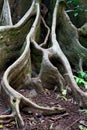 Detail tree roots rain forest