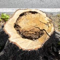 Detail of tree stump from recently cut tree