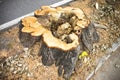 Detail of tree stump from recently cut tree