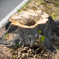 Detail of tree stump from recently cut tree.