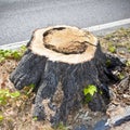 Detail of tree stump from recently cut tree.