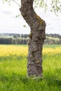 detail of a tree trunk with adhesions in front