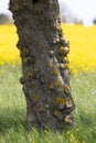 detail of a tree trunk with adhesions in front