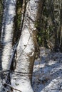 Tree trunk under the snow Royalty Free Stock Photo