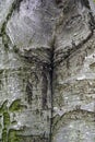 Detail of a tree trunk in a forest, Cernei Mountains.