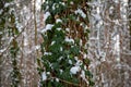 Detail of tree trunk with ivy isolated on winter forest background Royalty Free Stock Photo